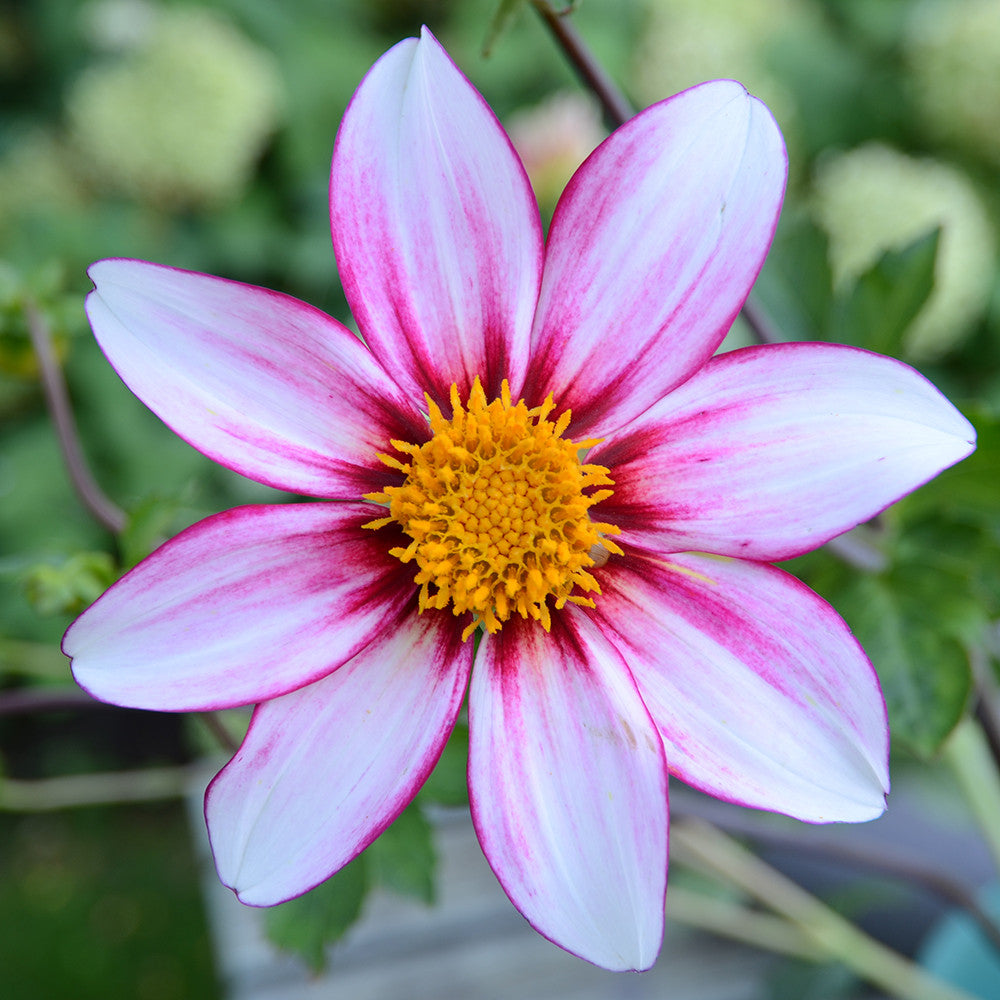 Dahlia 'Felicia'