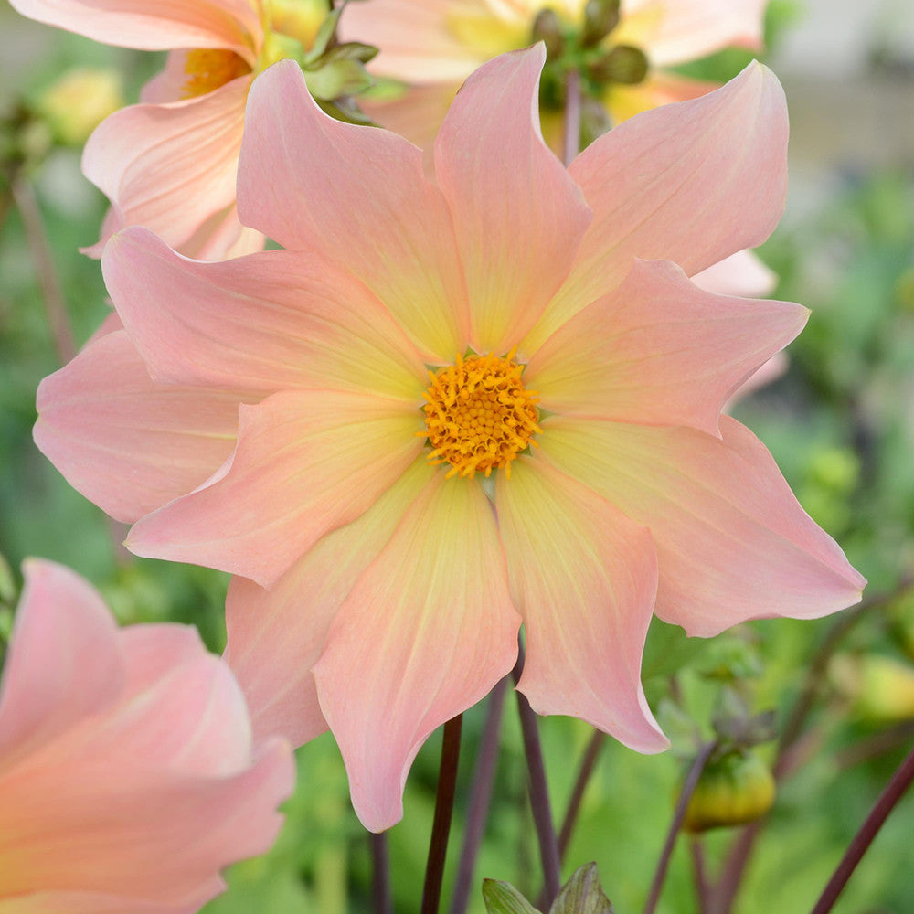 Dahlia 'Kilo'