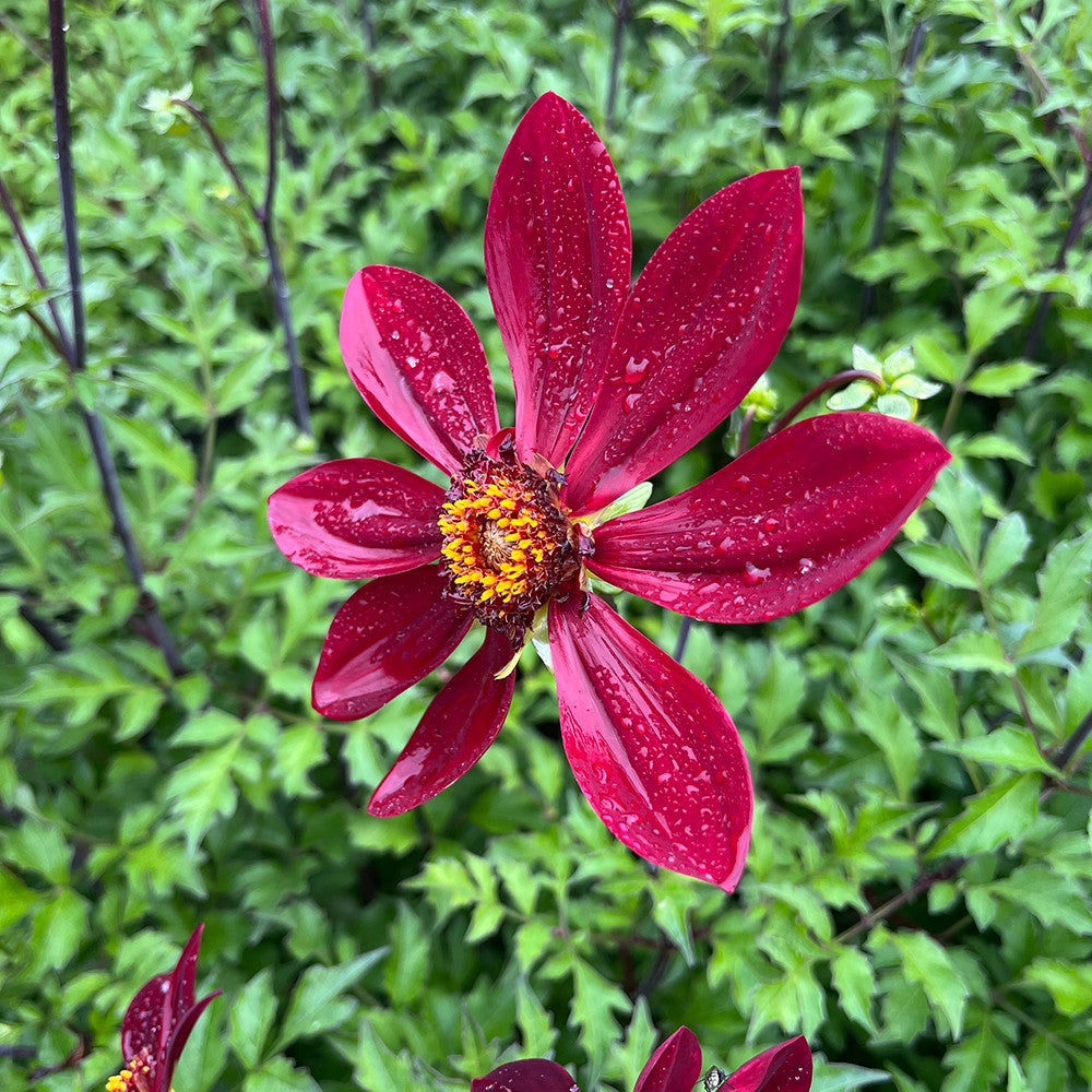 Dahlia 'Nestor'
