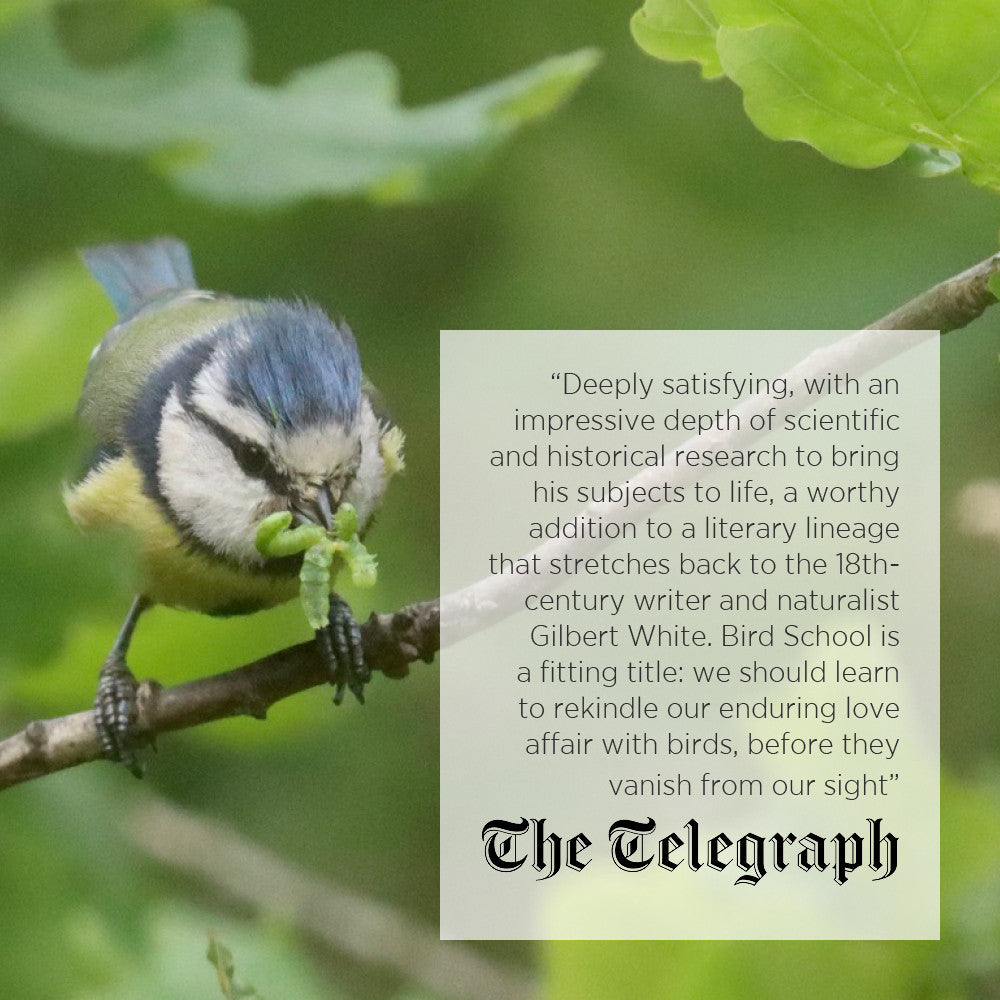 Bird School: A Beginner in the Wood