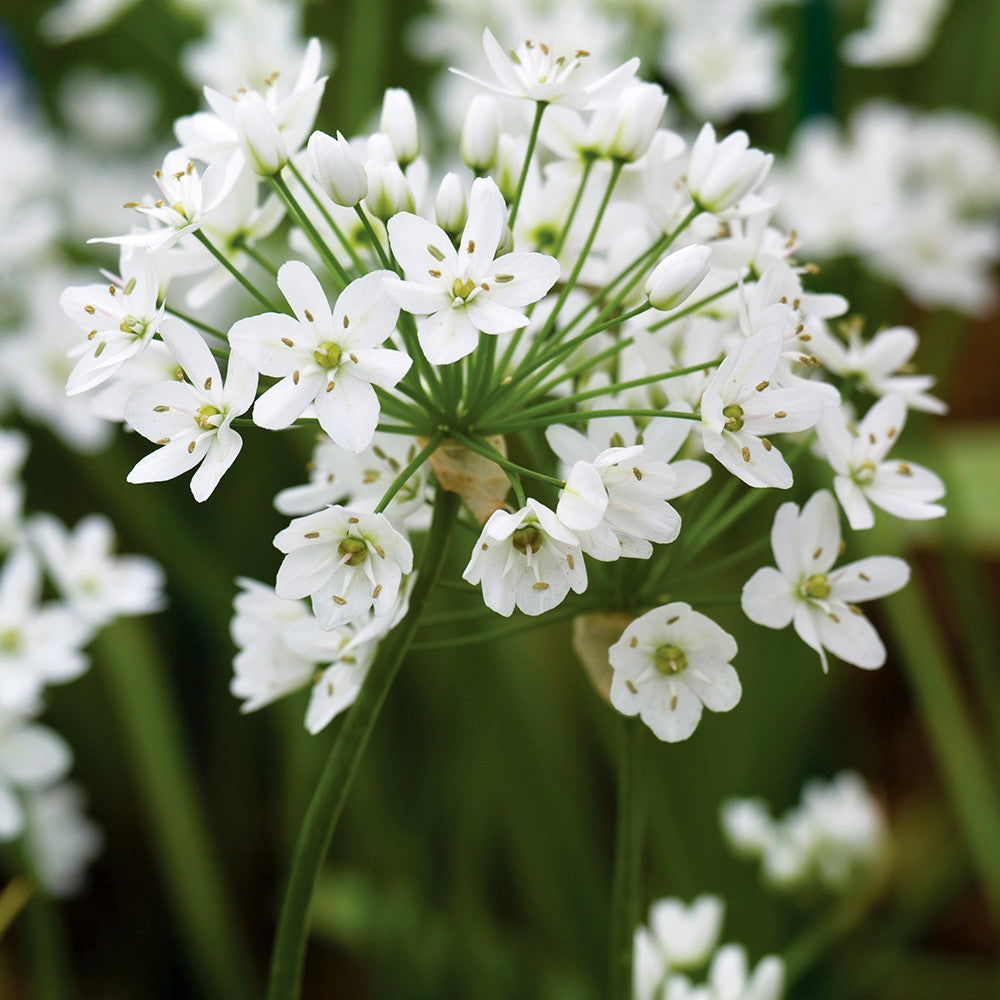 Allium neapolitanum Cowanii Group