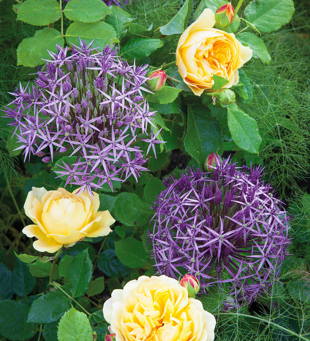 Allium cristophii