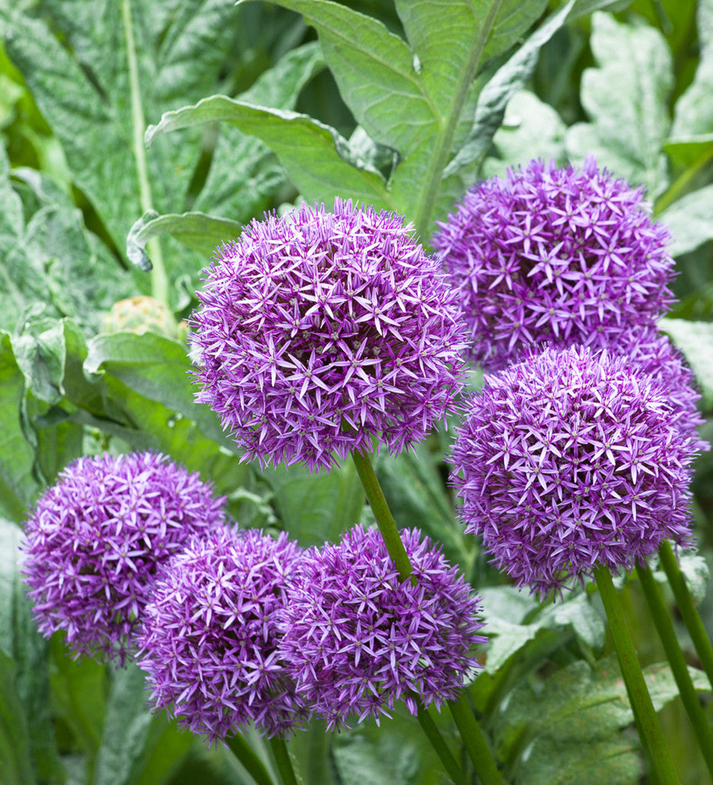 Allium x 'Globemaster'