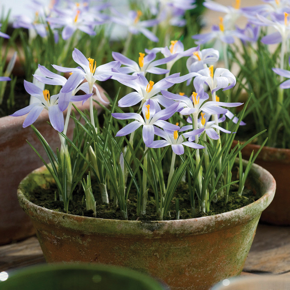 Crocus tommasinianus