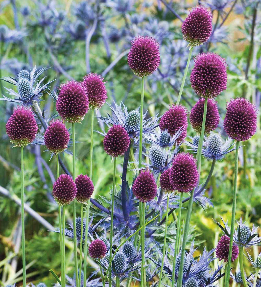 Allium sphaerocephalon