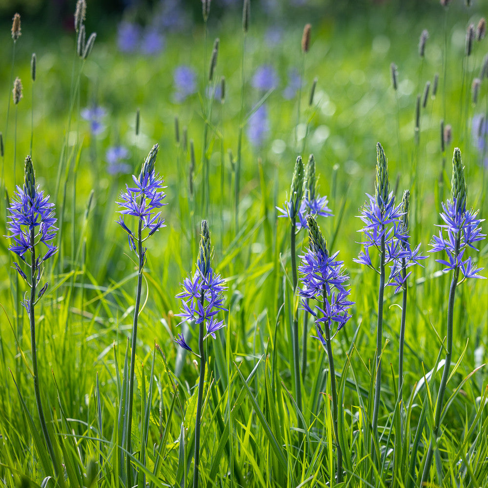 Camassia quamash