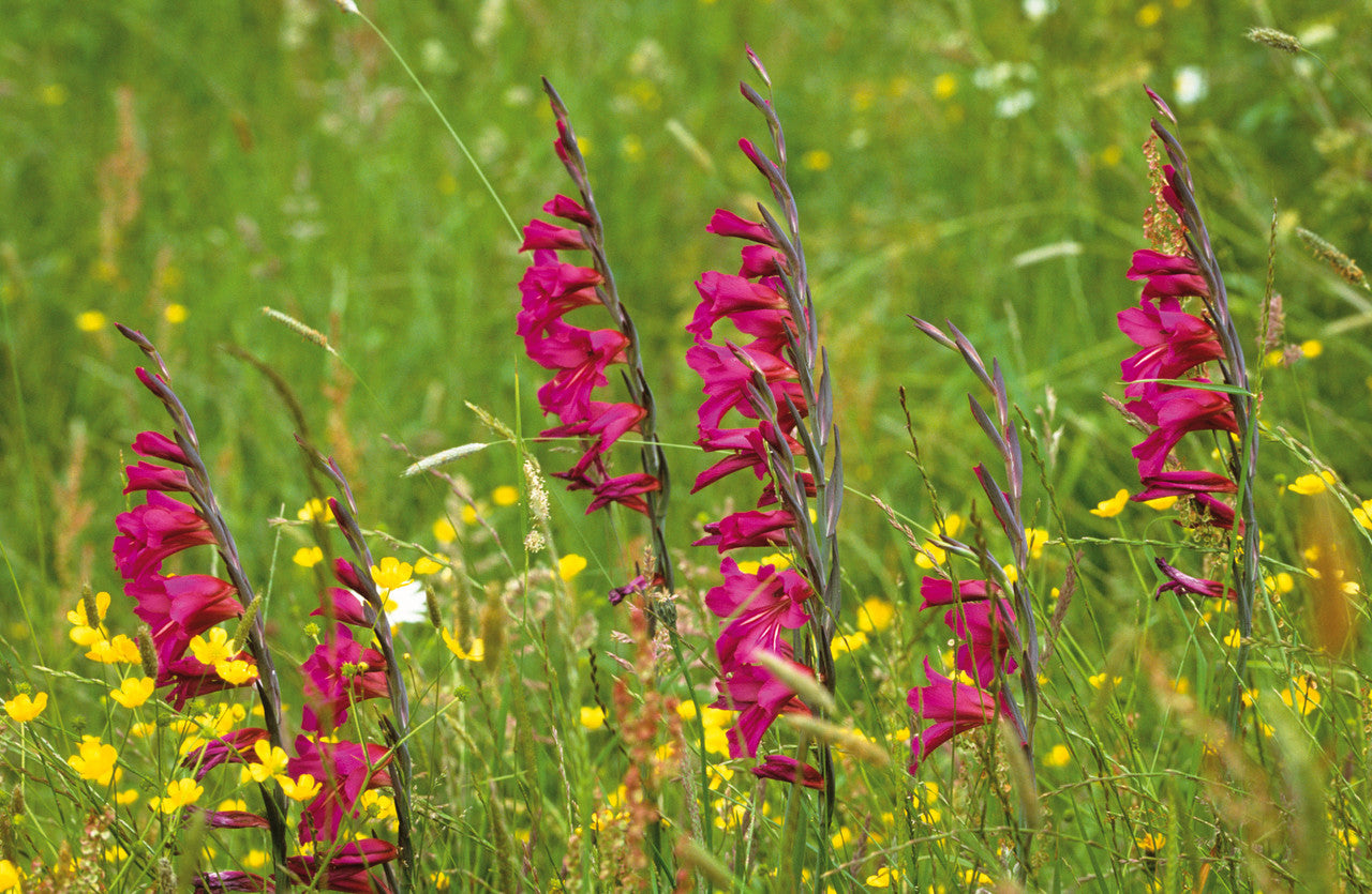 Gladiolus communis subsp. byzantinus