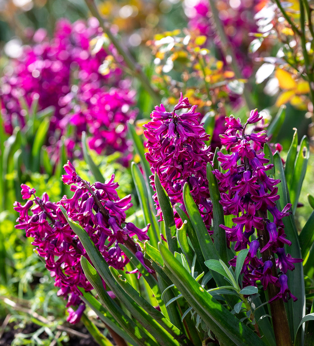 Hyacinthus orientalis 'Woodstock' (Forcing)