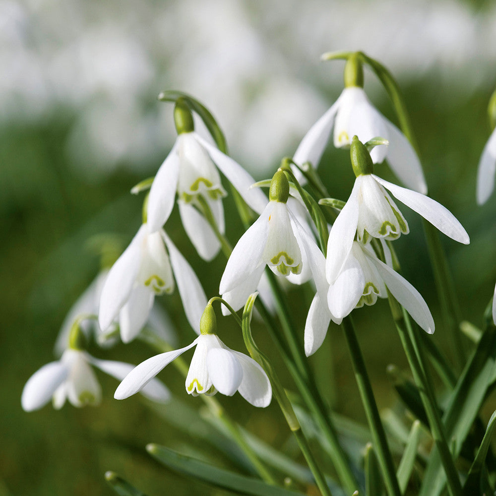 Galanthus nivalis (Common Snowdrop)