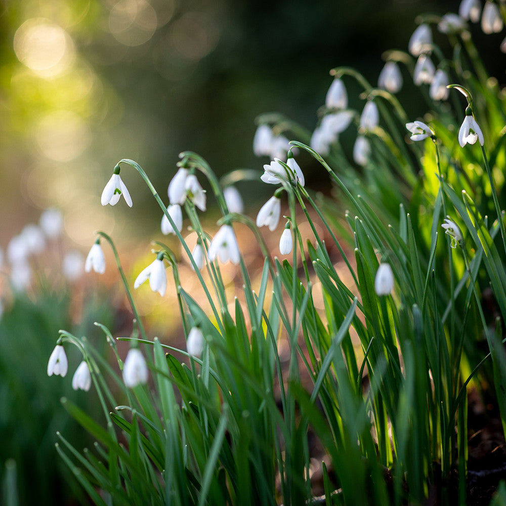 Galanthus nivalis (Common Snowdrop)