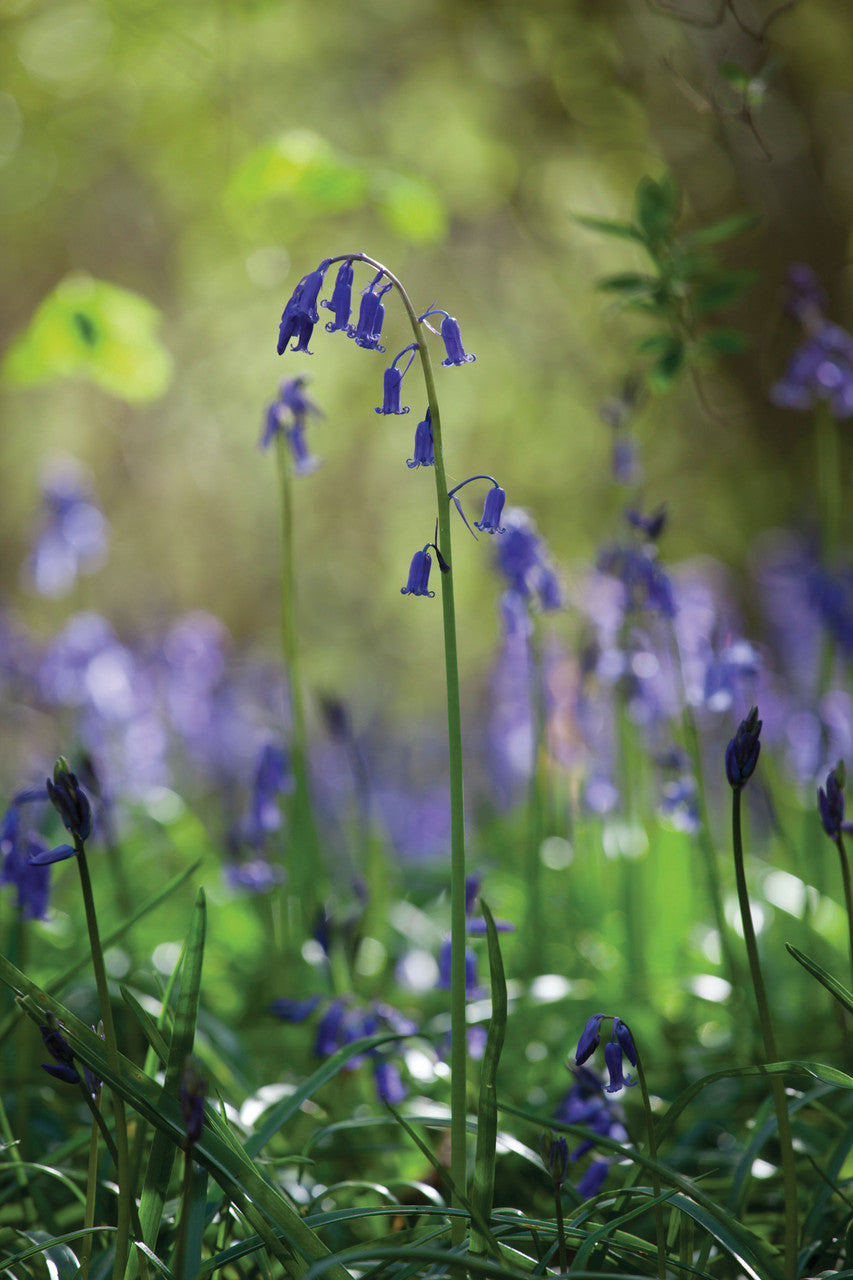 Bluebells (Hyacinthoides non scripta)