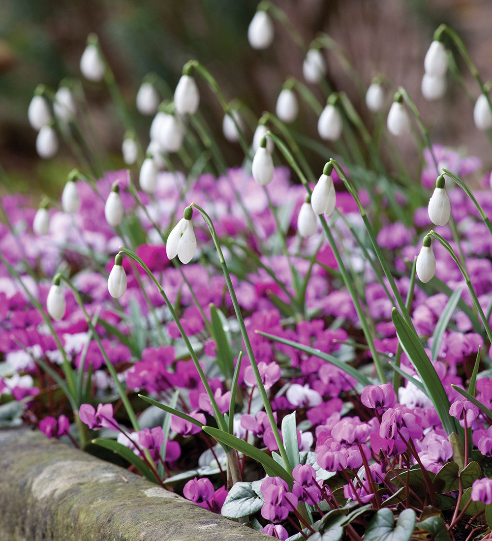 Cyclamen coum