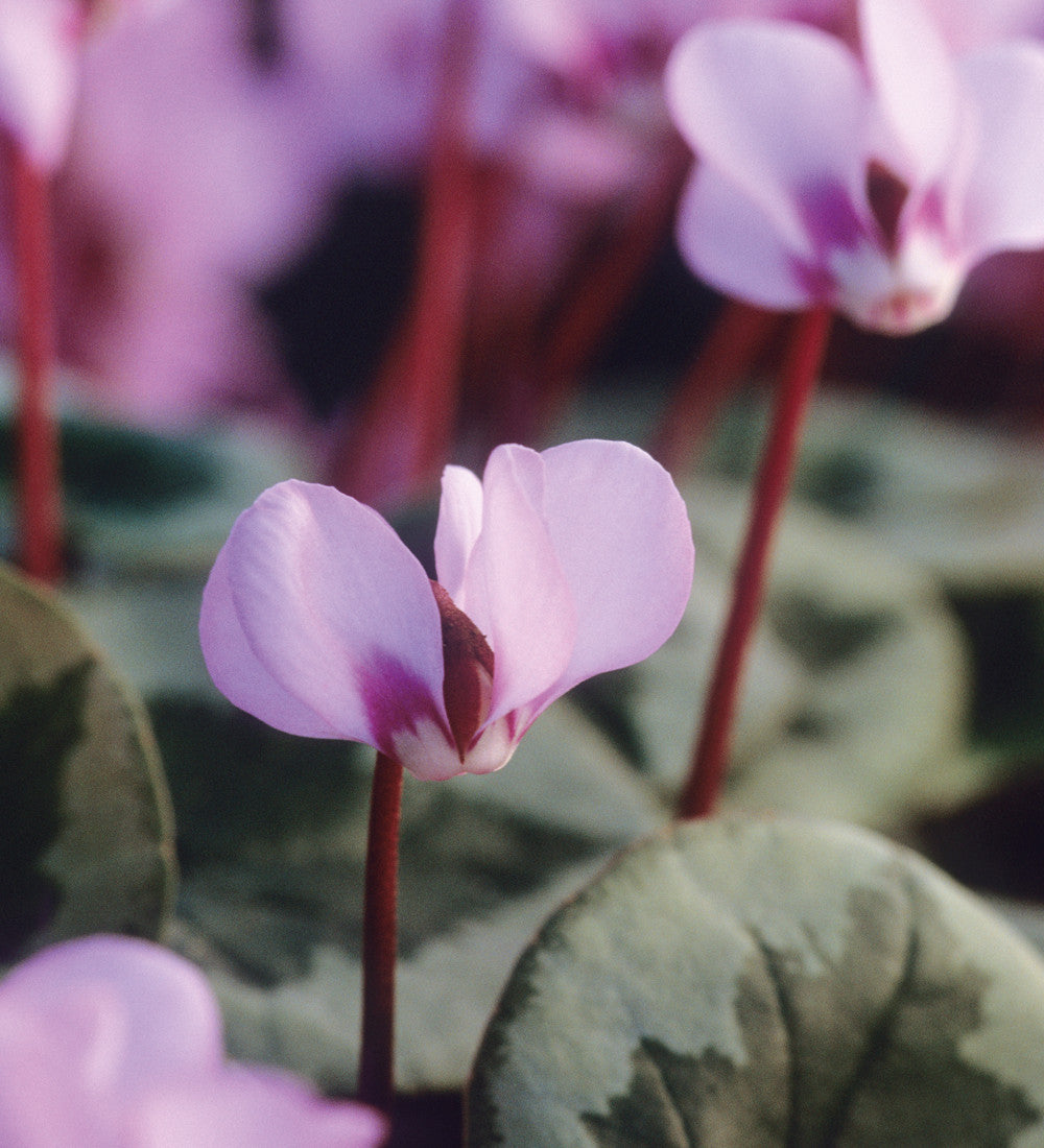 Cyclamen coum