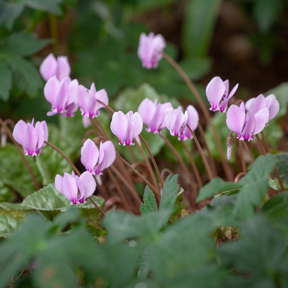 Cyclamen hederifolium