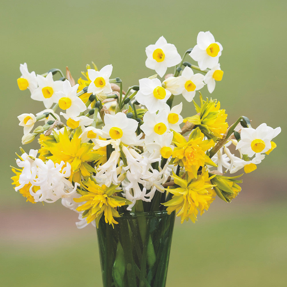 Narcissus 'Rip Van Winkle'