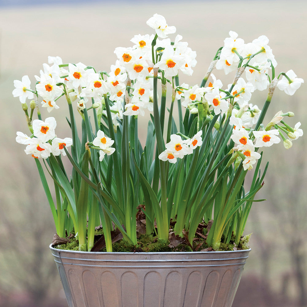 Narcissus 'Cragford' (Forcing)