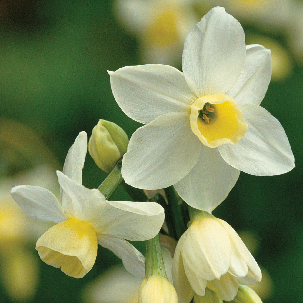 Narcissus 'Silver Chimes'
