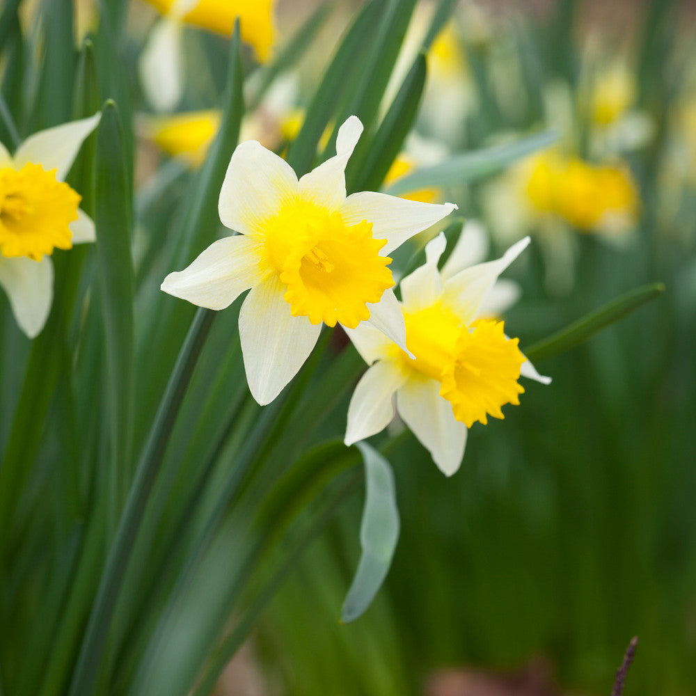 Narcissus pseudonarcissus 'Lobularis' (Lent Lily Daffodil)