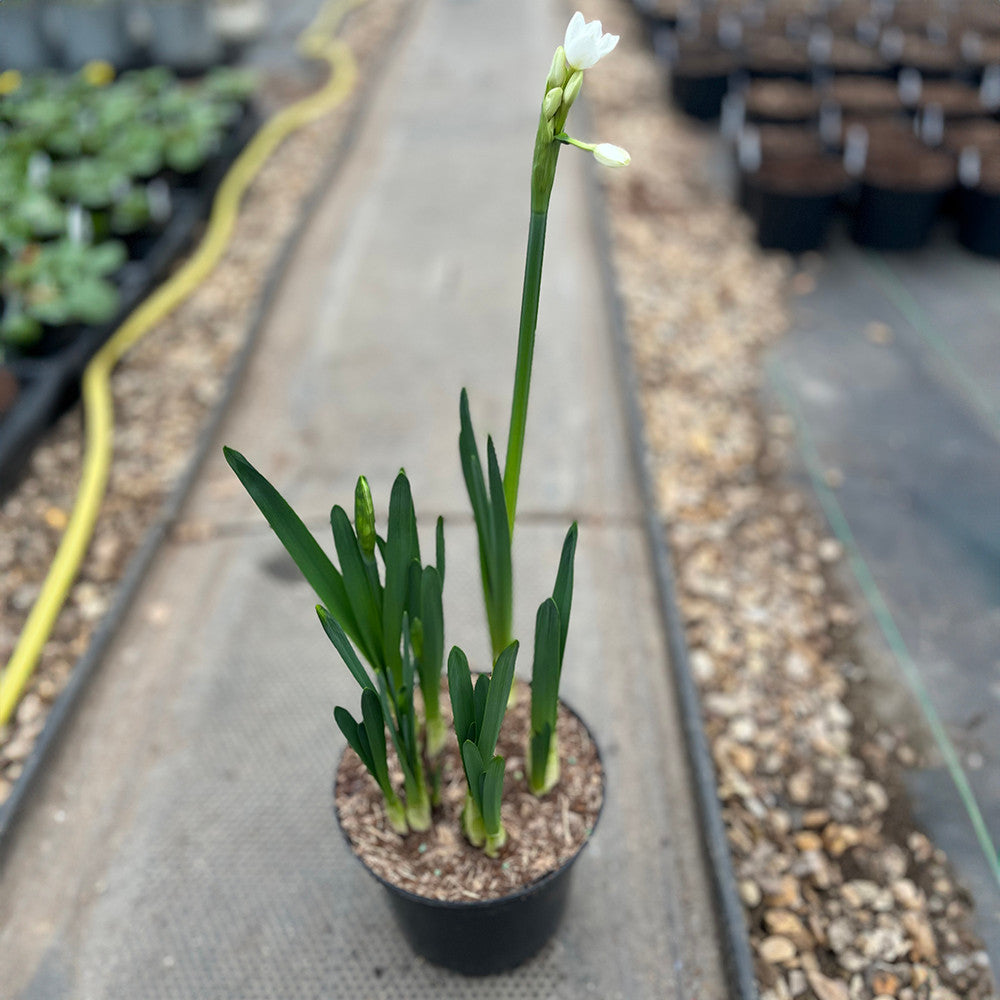 Narcissus papyraceus 'Ziva' (Forcing)