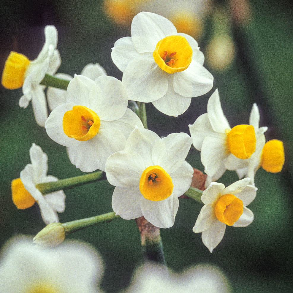 Narcissus 'Avalanche'