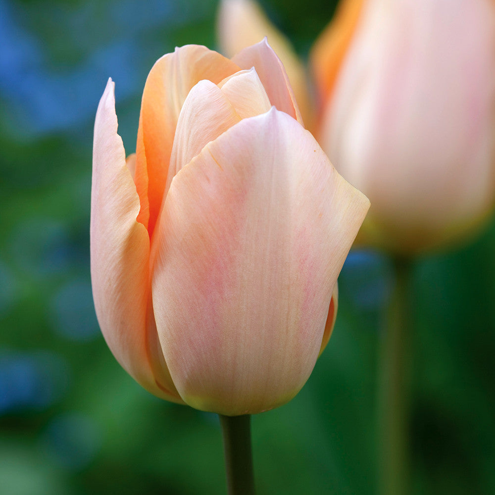 Tulip 'Apricot Beauty'