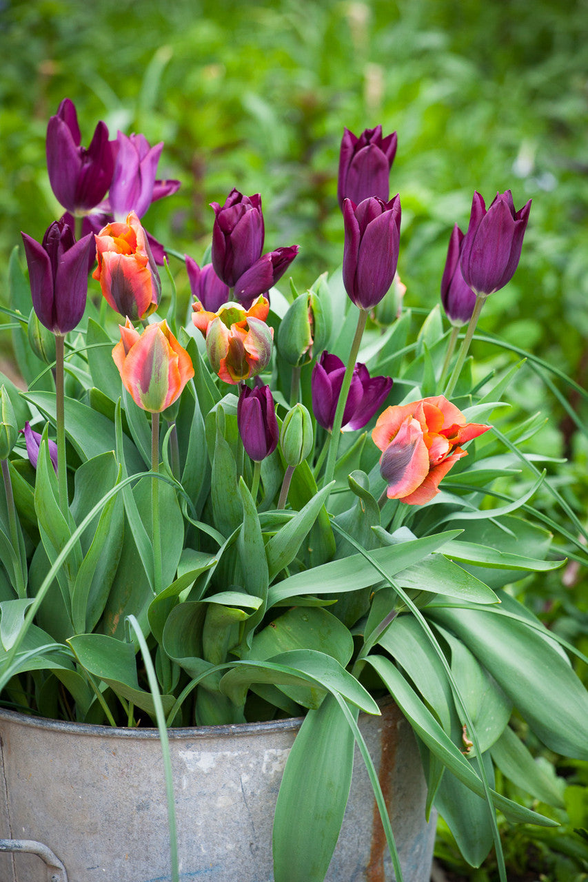 Tulip 'Artist'