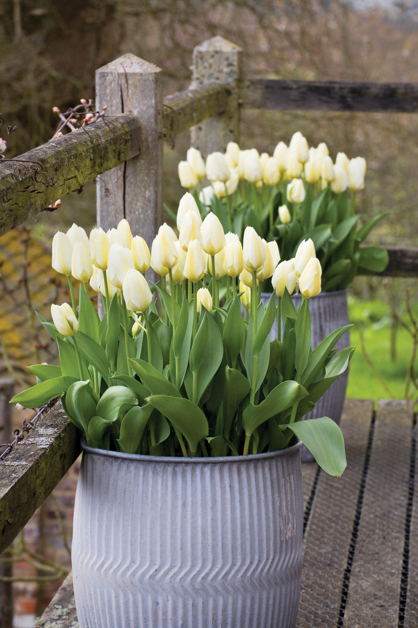 Tulip 'Purissima'