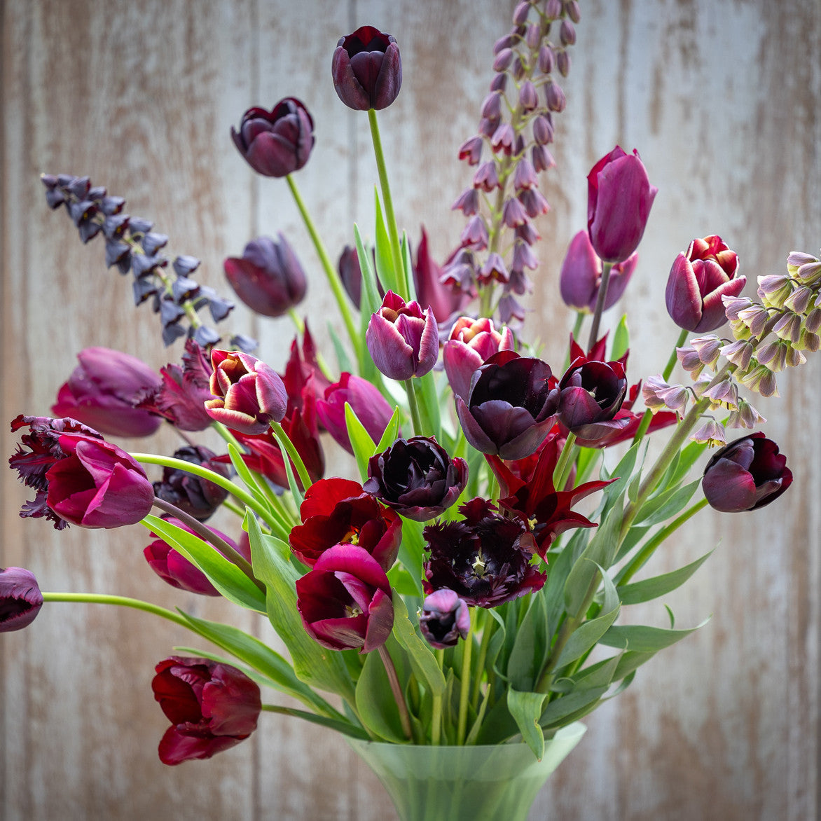 Tulip 'Queen Of Night'