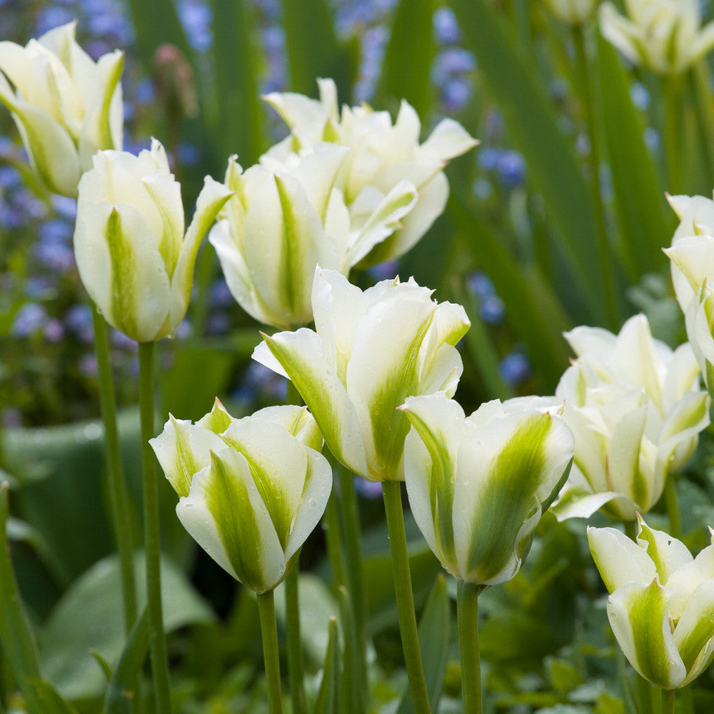 Tulip 'Spring Green'