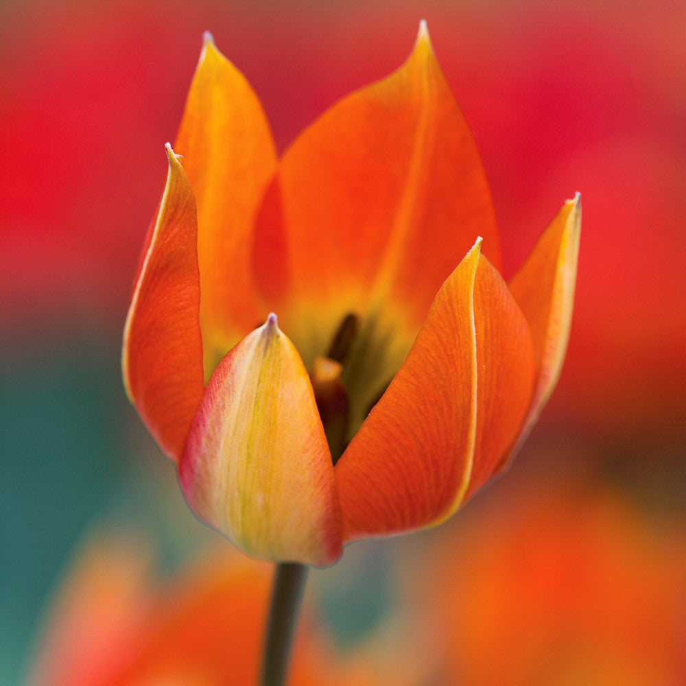 Tulip orphanidea (Whittallii Group)