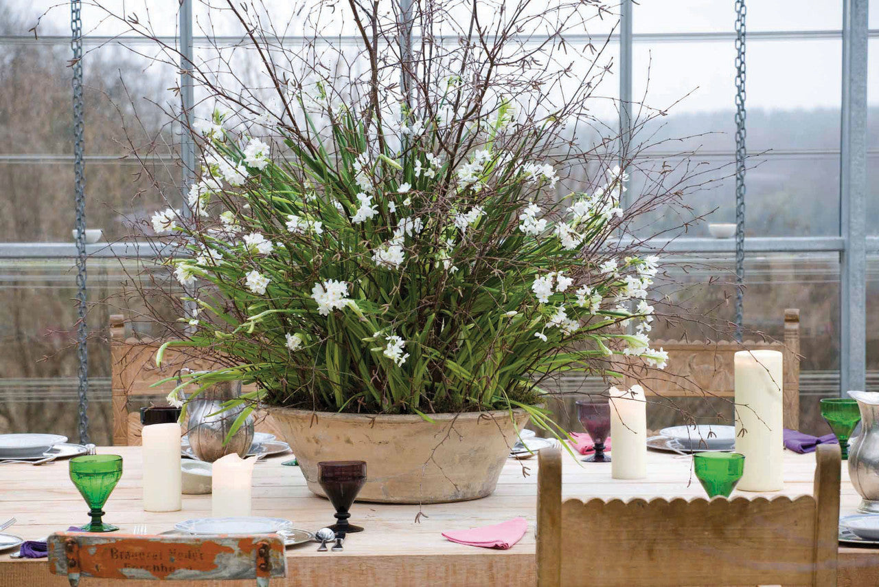 Scented Indoor Narcissus Collection (Forcing)