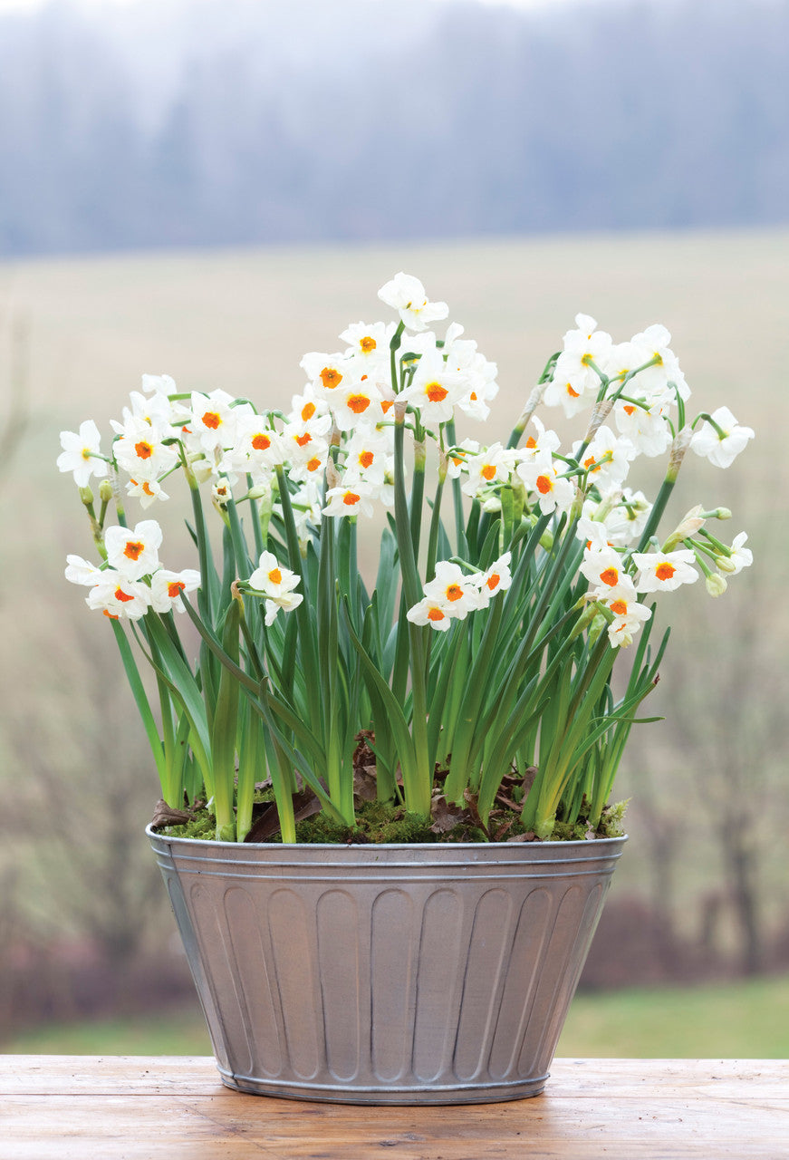 Scented Indoor Narcissus Collection (Forcing)