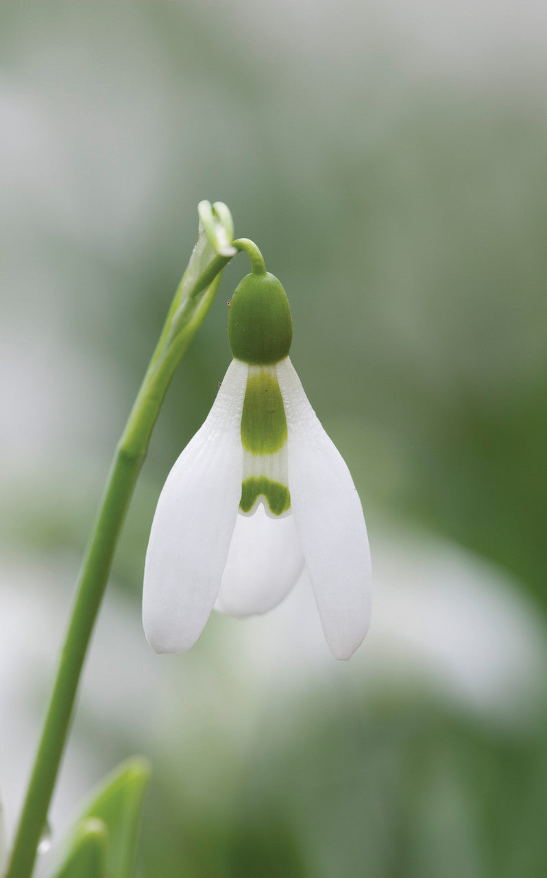 Snowdrop Collection for Naturalising