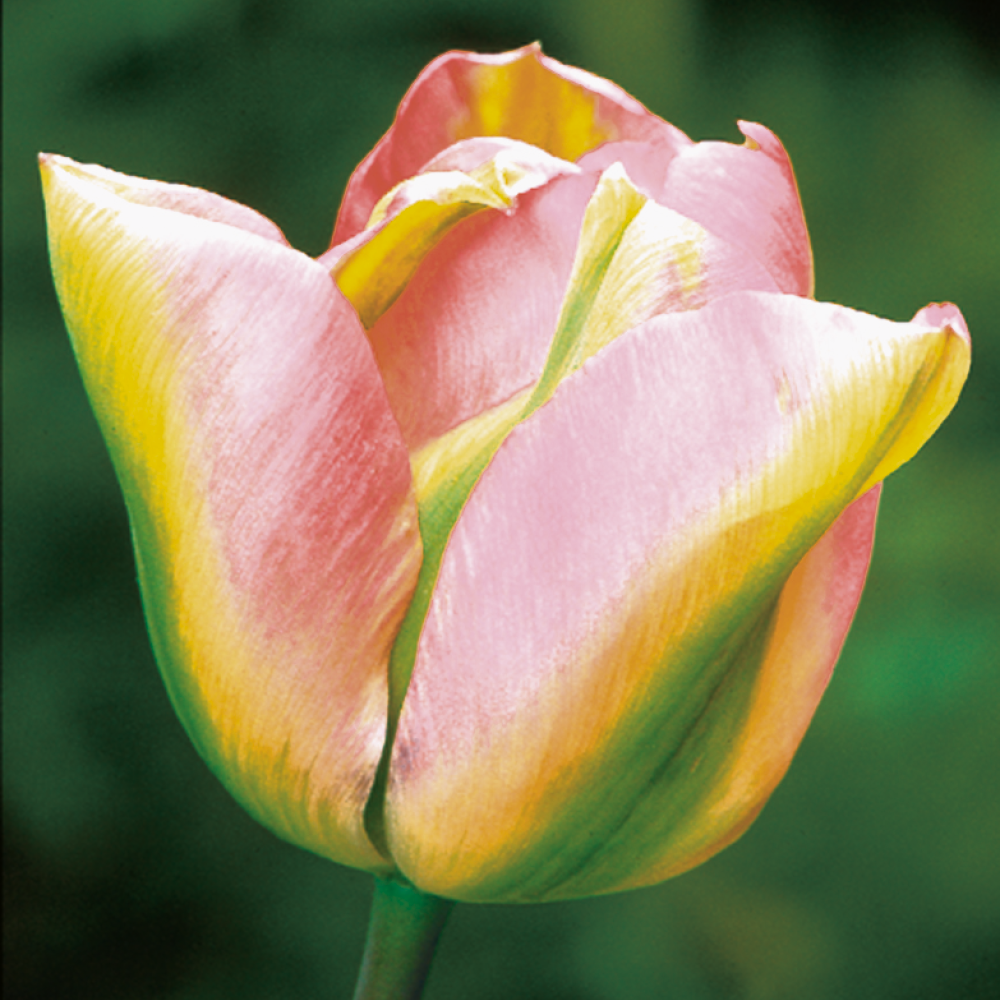 Tulip 'Groenland'