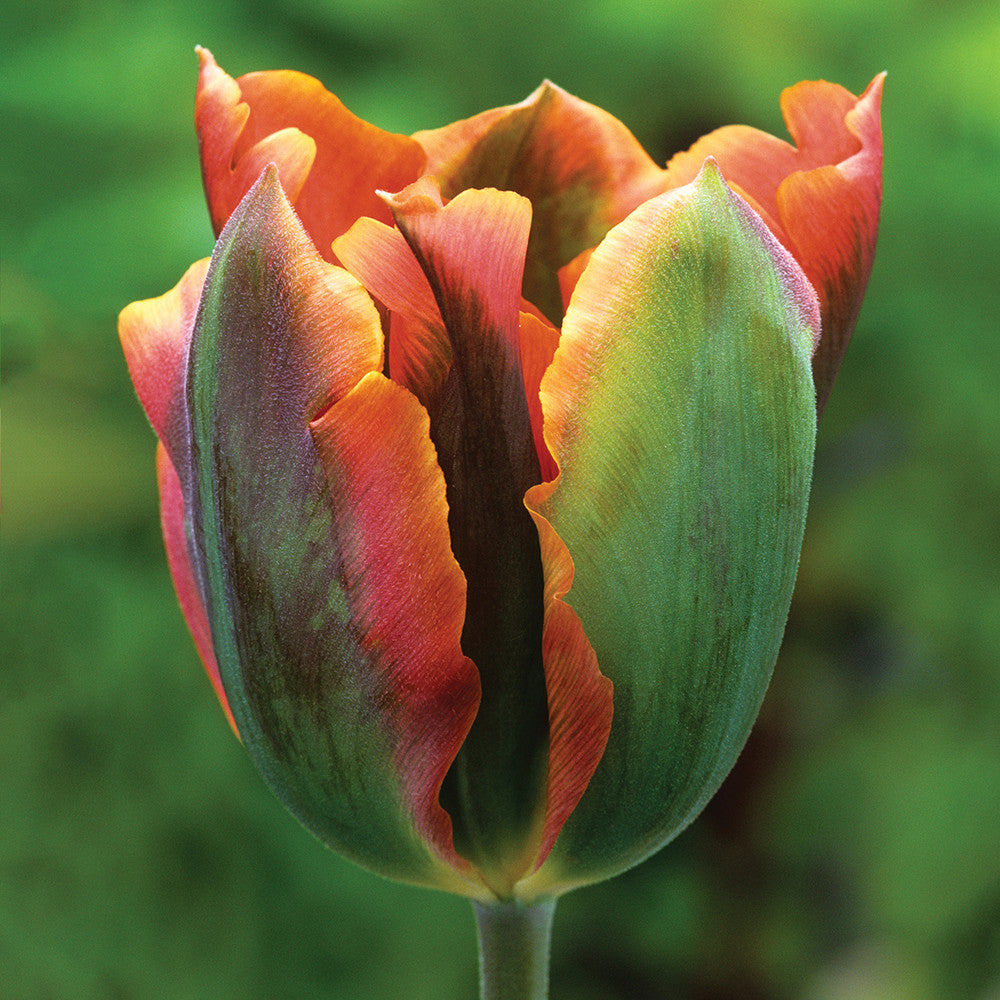 Super Perennial Tulip Mix