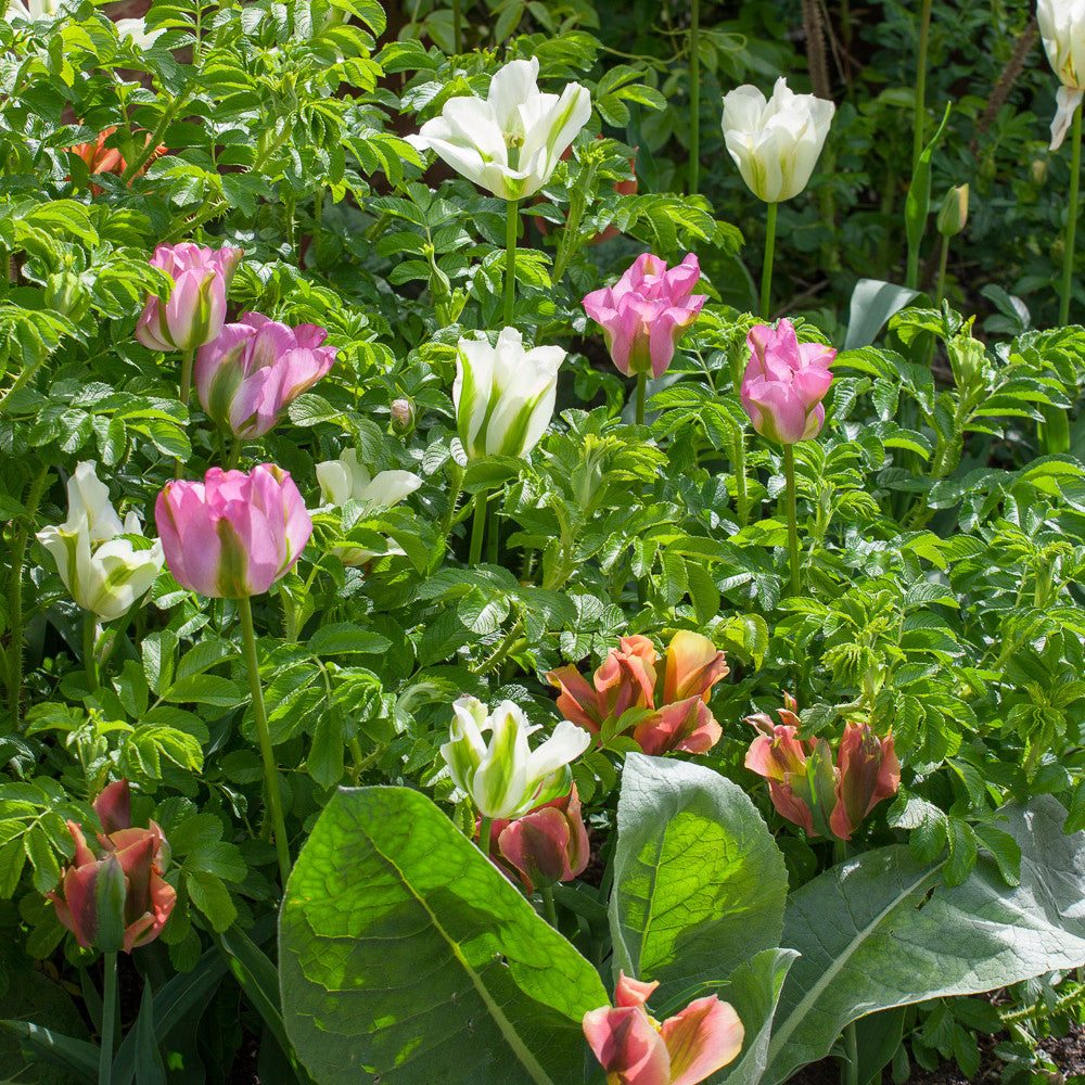 Super Perennial Tulip Mix