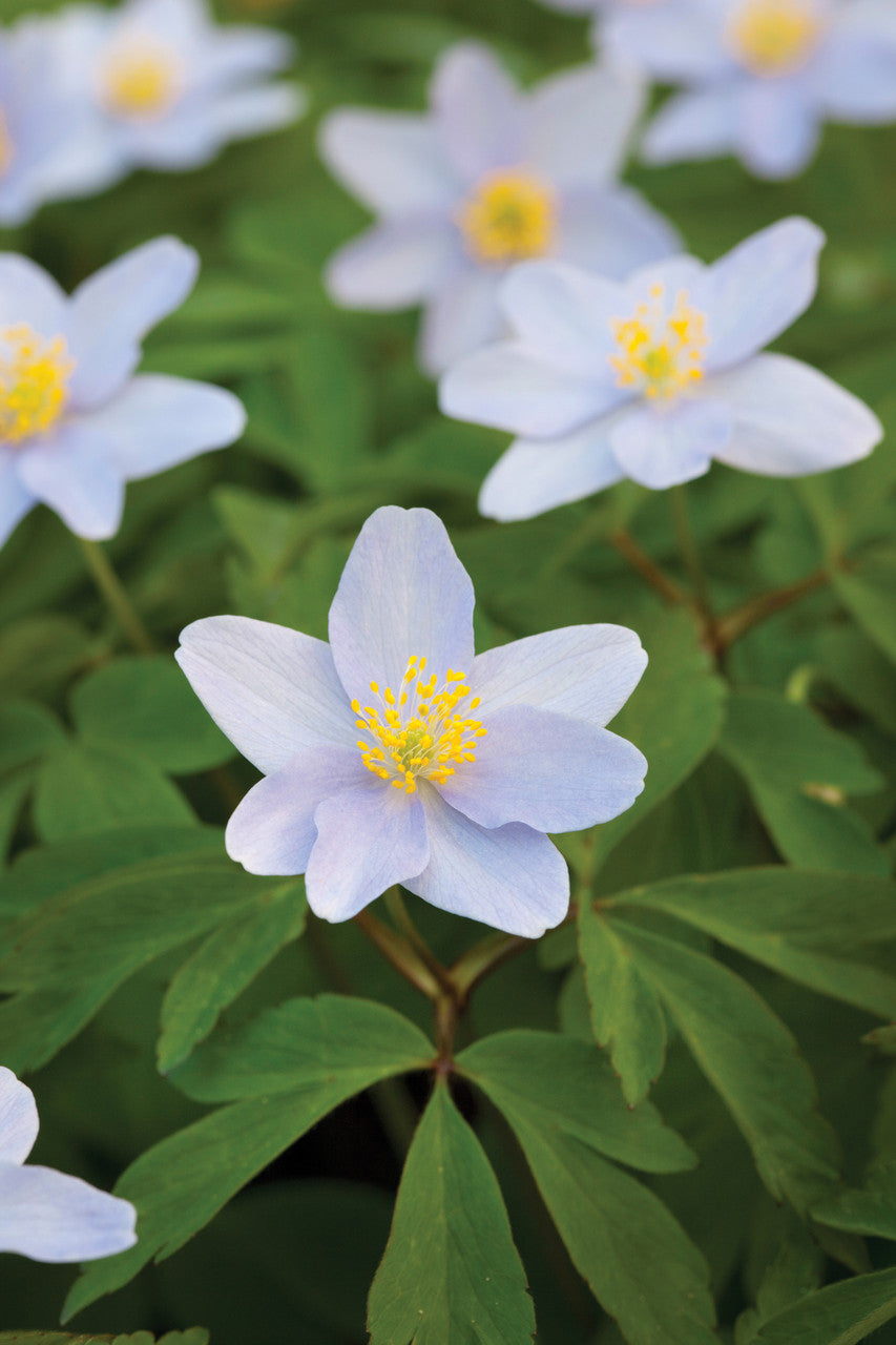 Anemone nemorosa (Wood Anemone)