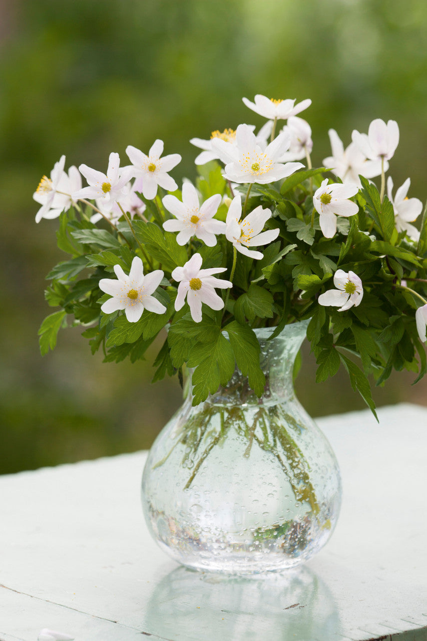 Anemone nemorosa (Wood Anemone)