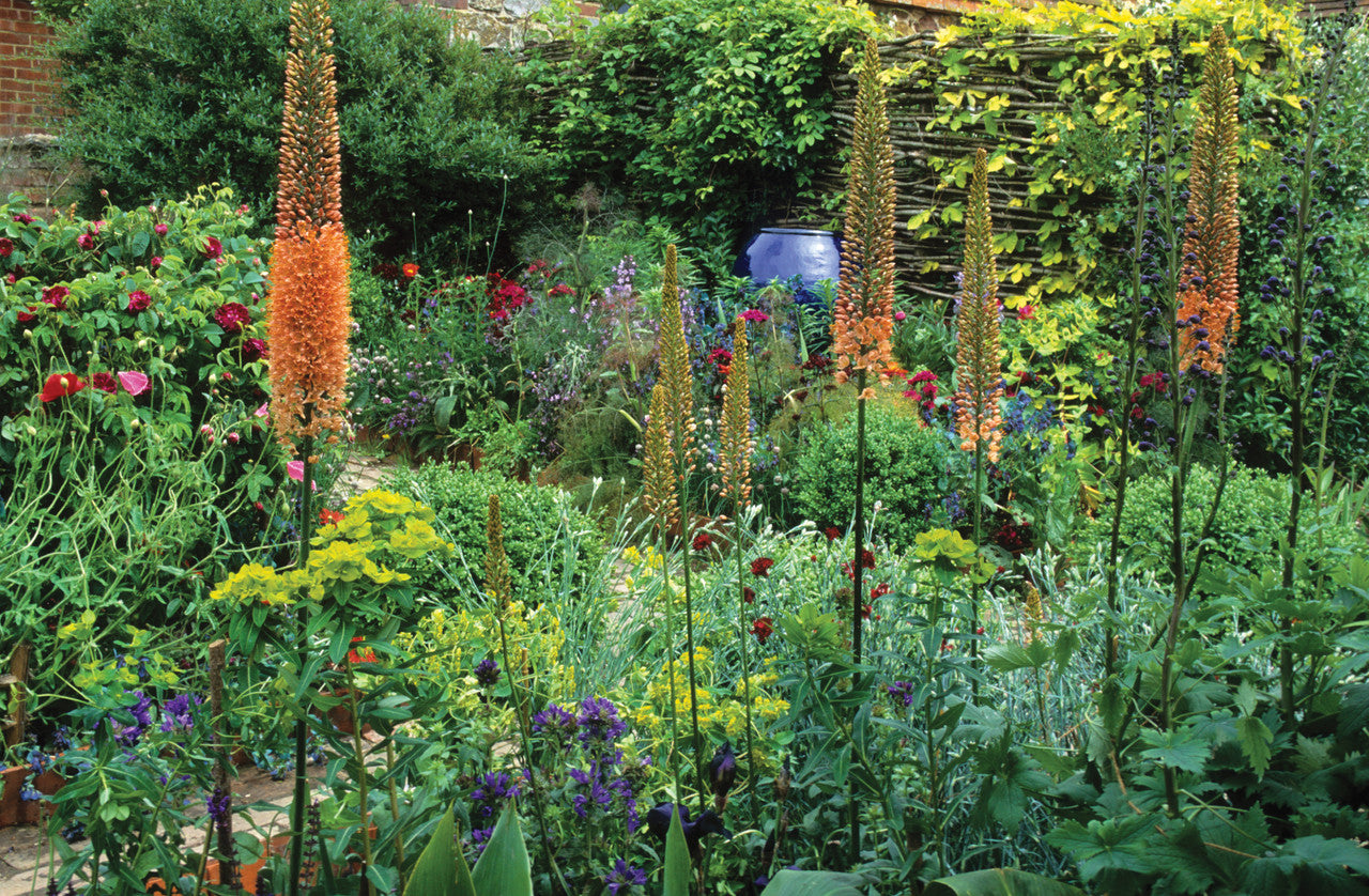 Eremurus x isabellinus 'Cleopatra'