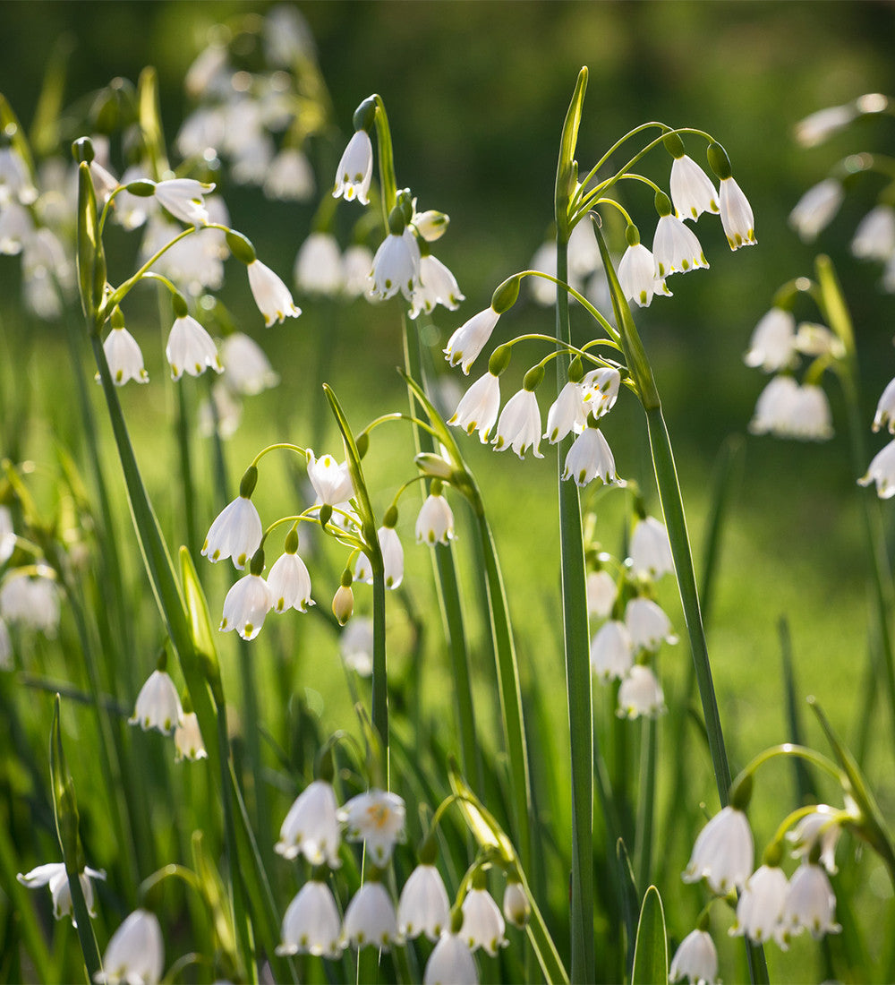 Leucojum aestivum 'Gravetye Giant'