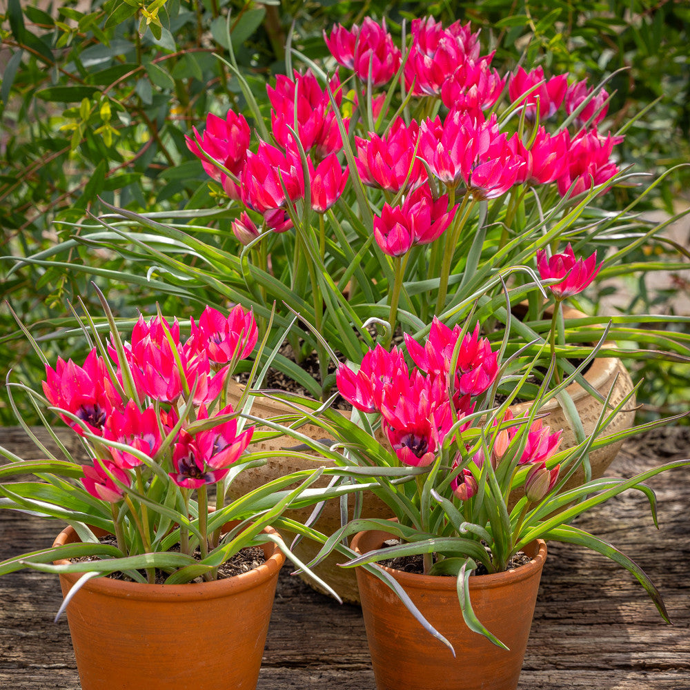 Tulip hageri 'Little Beauty'