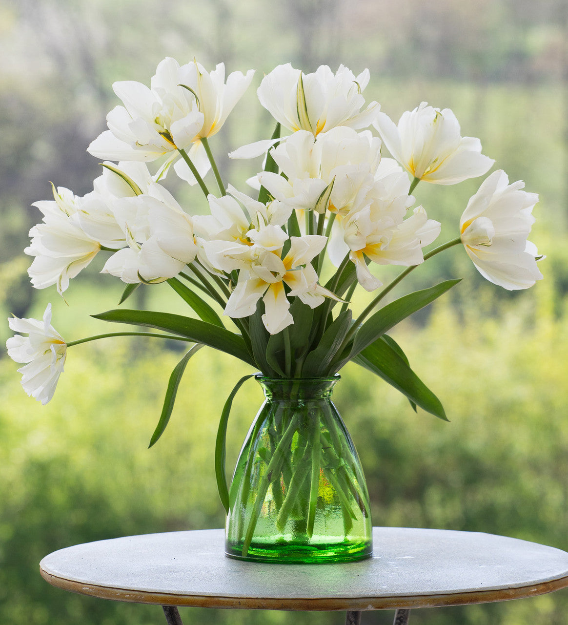 Tulip 'White Valley' syn 'Exotic Emperor'