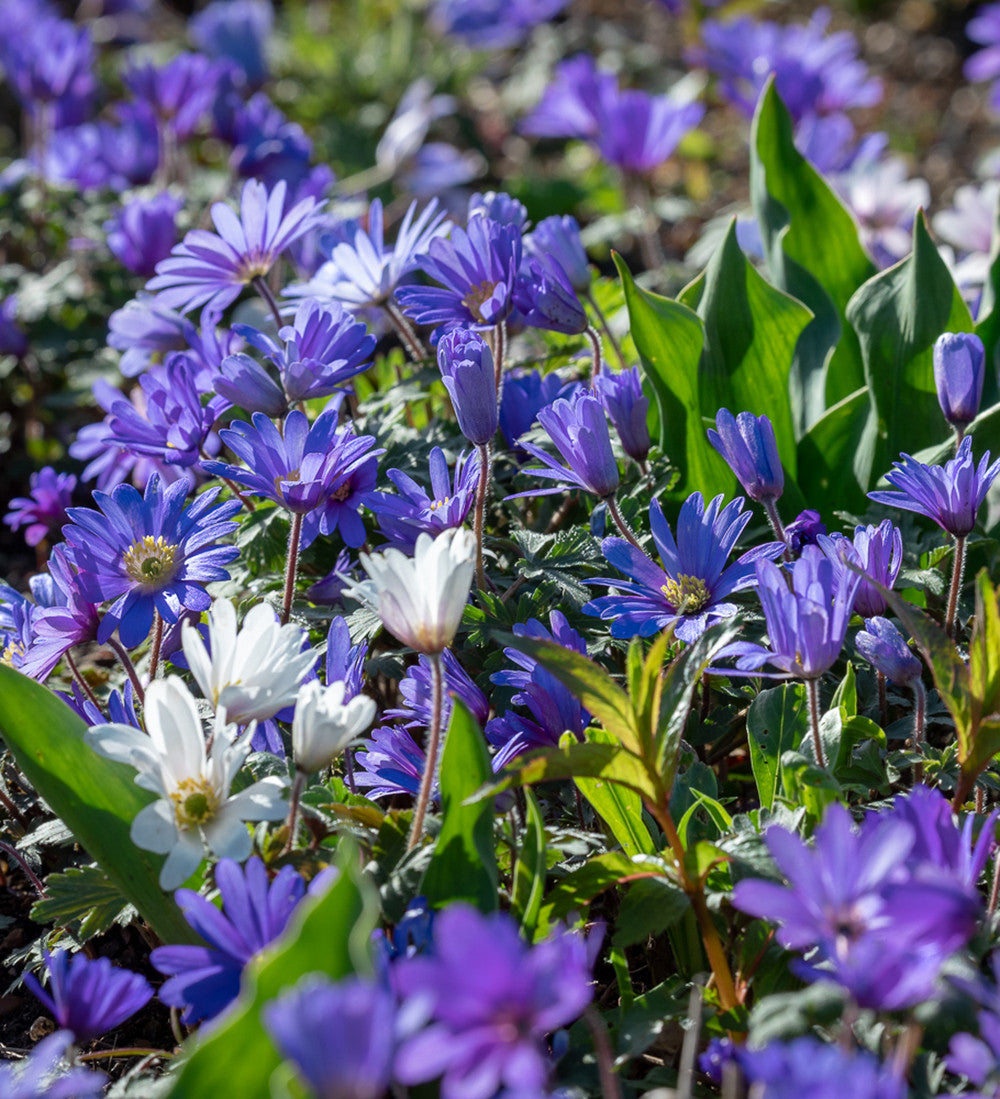 Anemone blanda 'Blue Shades'