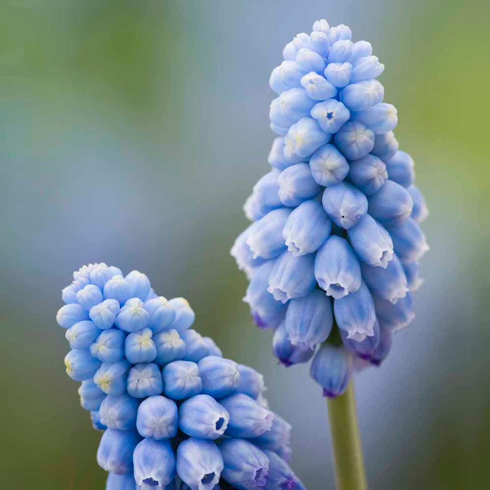 Muscari armeniacum 'Valerie Finnis'