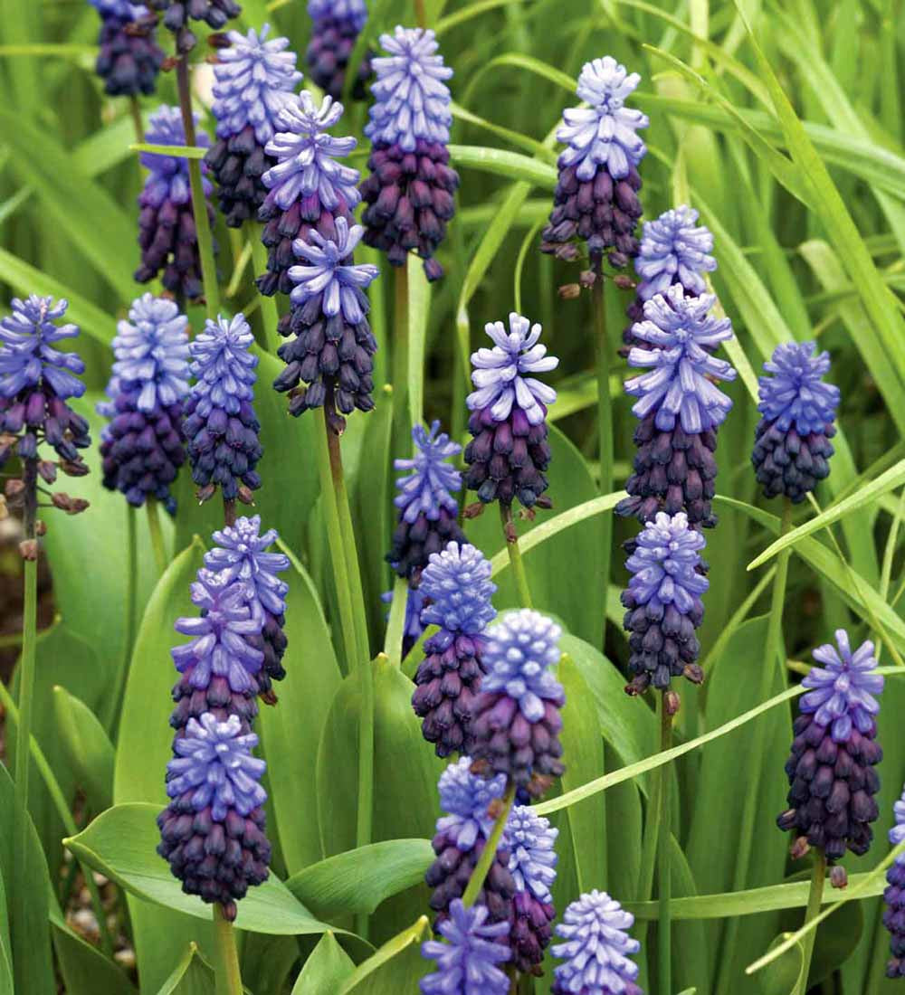 Muscari latifolium