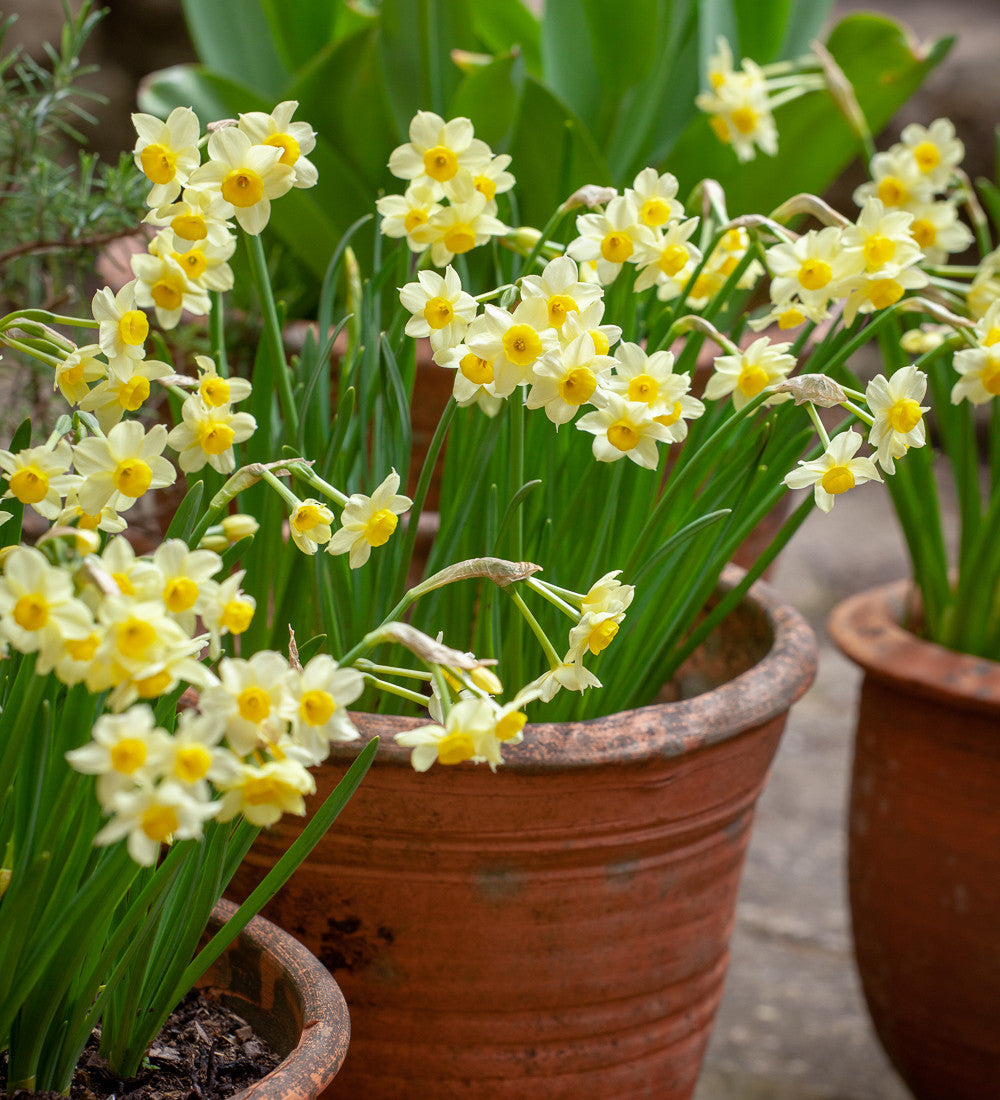 Narcissus for Pots Collection