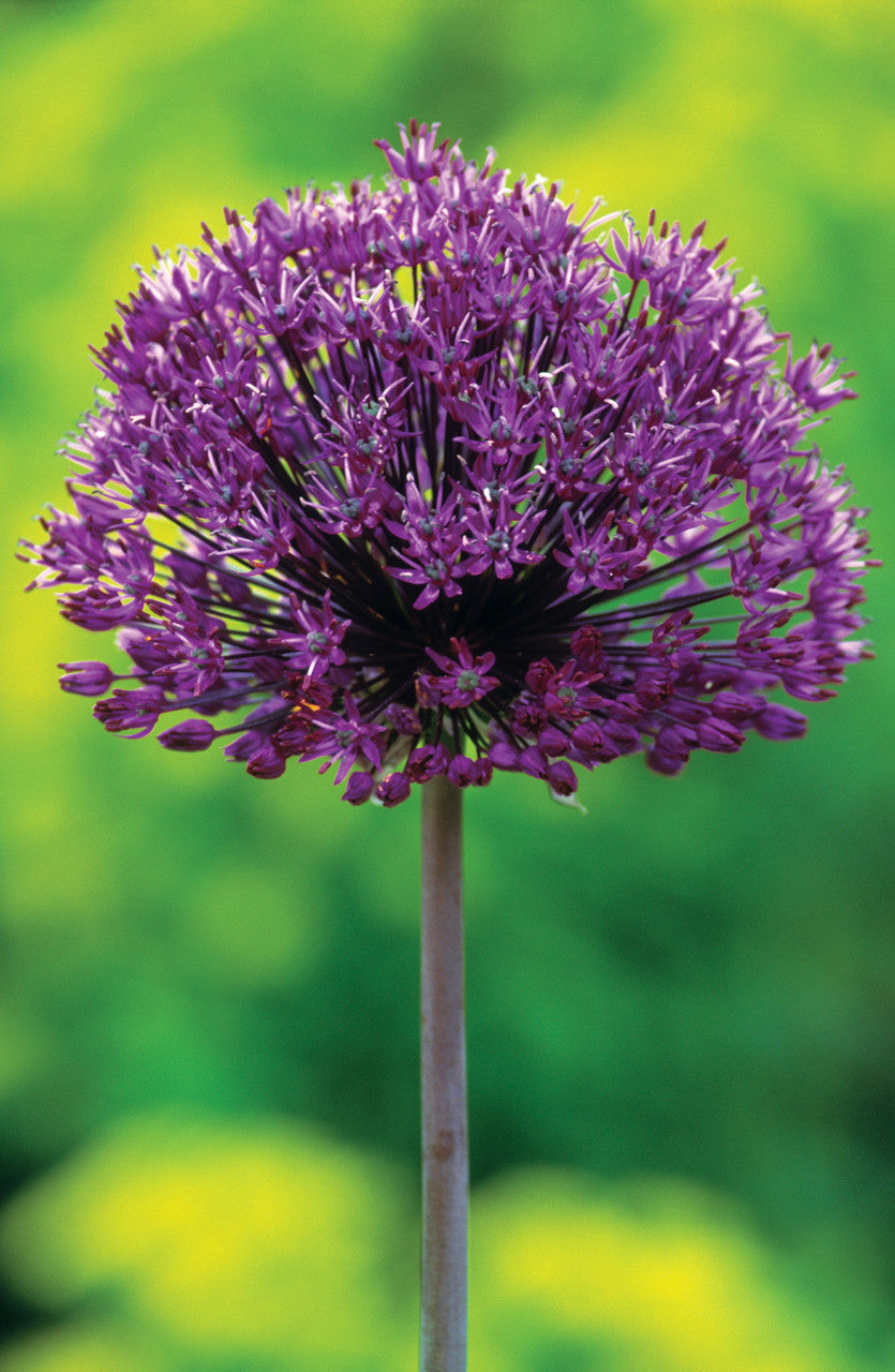 Allium Collection
