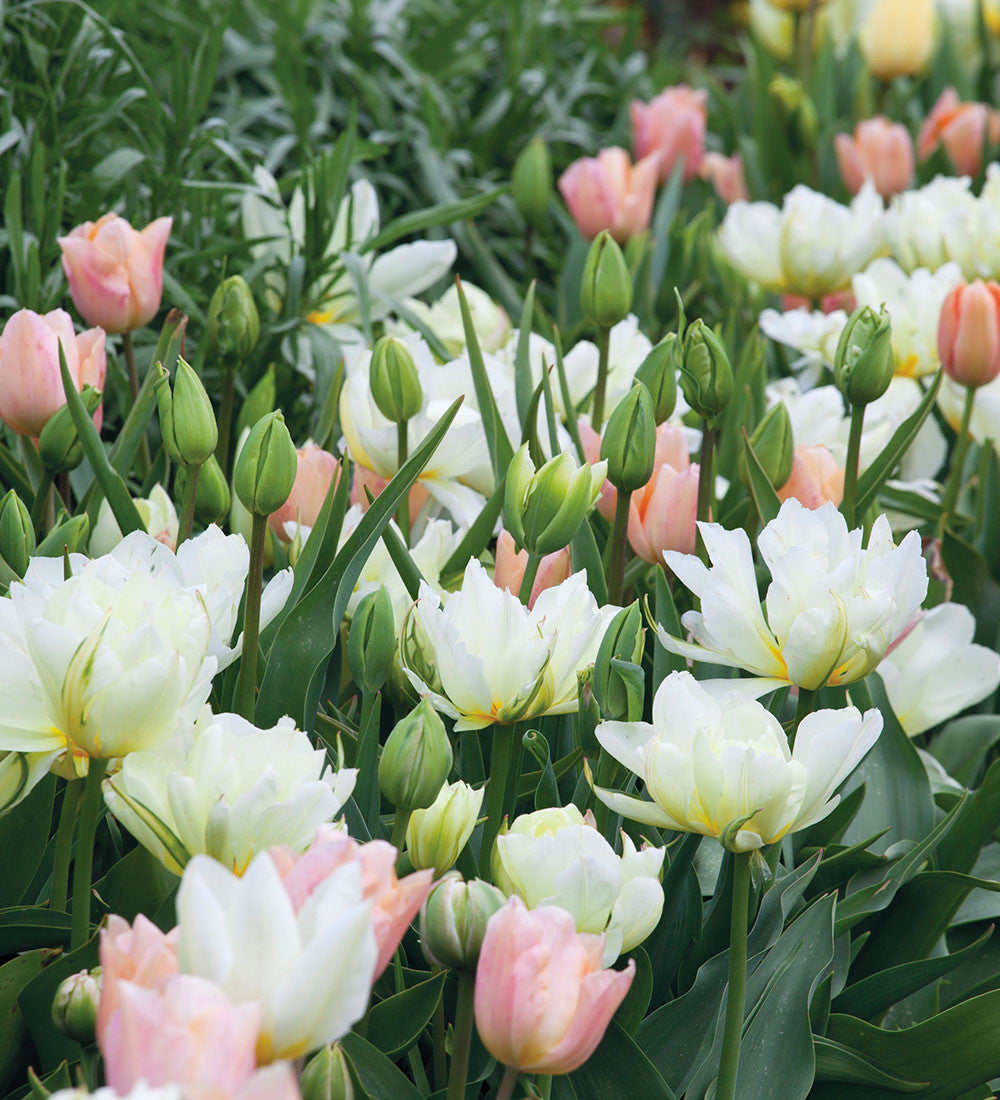 Apricot and White Tulip Mix