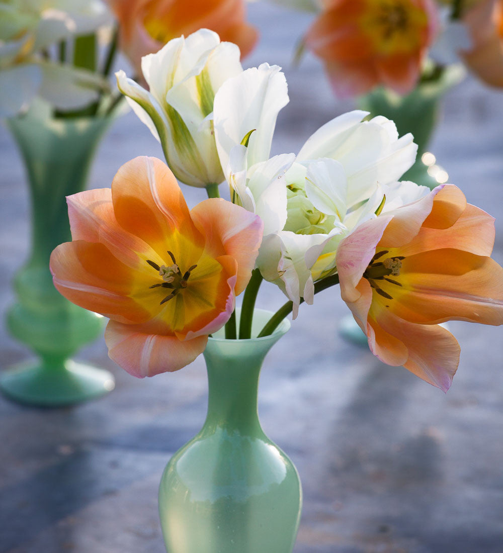 Apricot and White Tulip Mix
