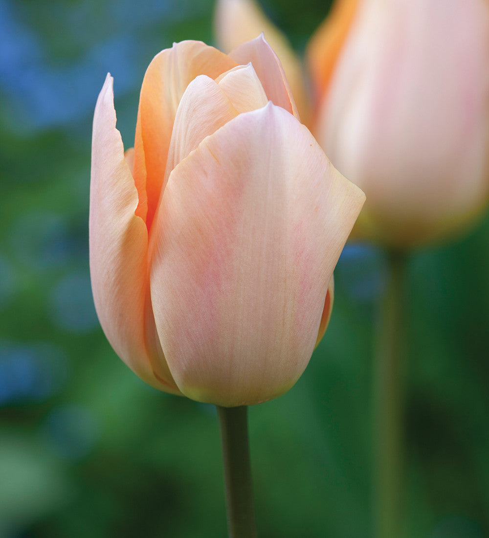 Apricot and White Tulip Mix